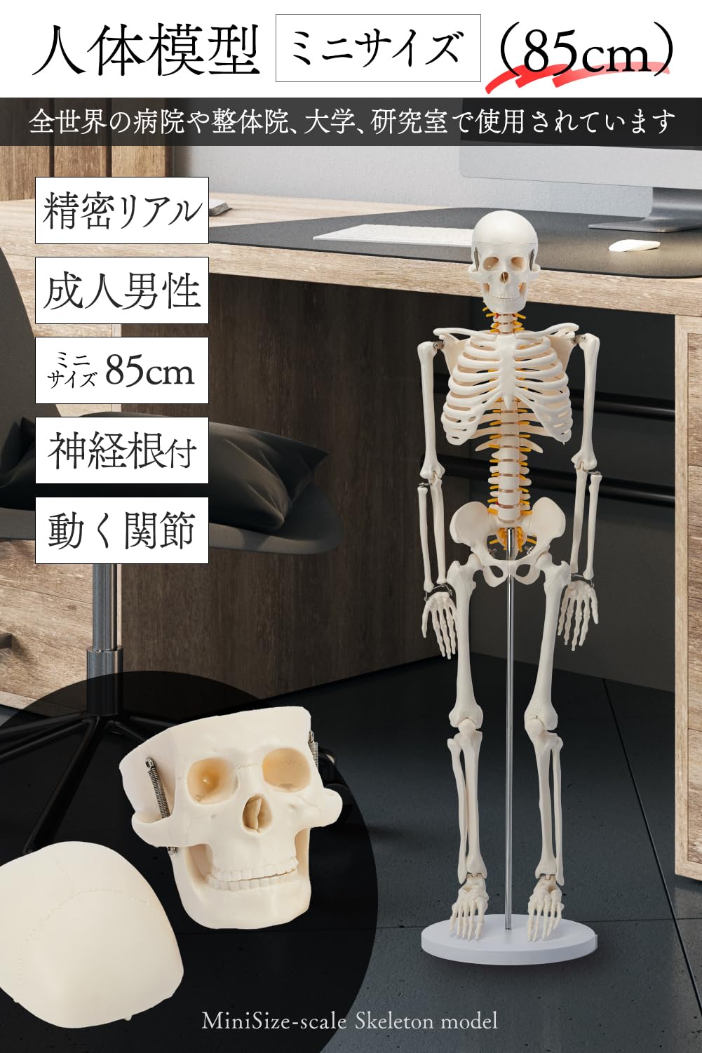 限定地域はお届け無料☆医学玄人 IGAKURO 神経全身骨格模型 1/2サイズ 楽天市場】人体模型 骨格模型 全身骨格 模型 1/2サイズ 高さ85cm