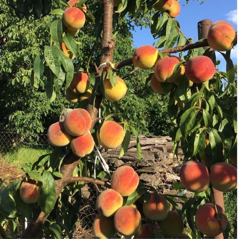 Live Red Peach Tree in 3 Gallon Pot, Peach Seedling Plant, Winter Hardy Sweet Fruit Tree for Outdoor Growing, No Ship to CA