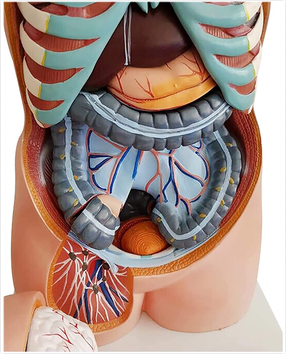 Wysoka jakość 8 5 cm Anatomiczny model tułowia medycznego 20 sztuk Unisex Torso Model anatomiczny dla klas/studentów nauczania materiałów eksploatacyjnych