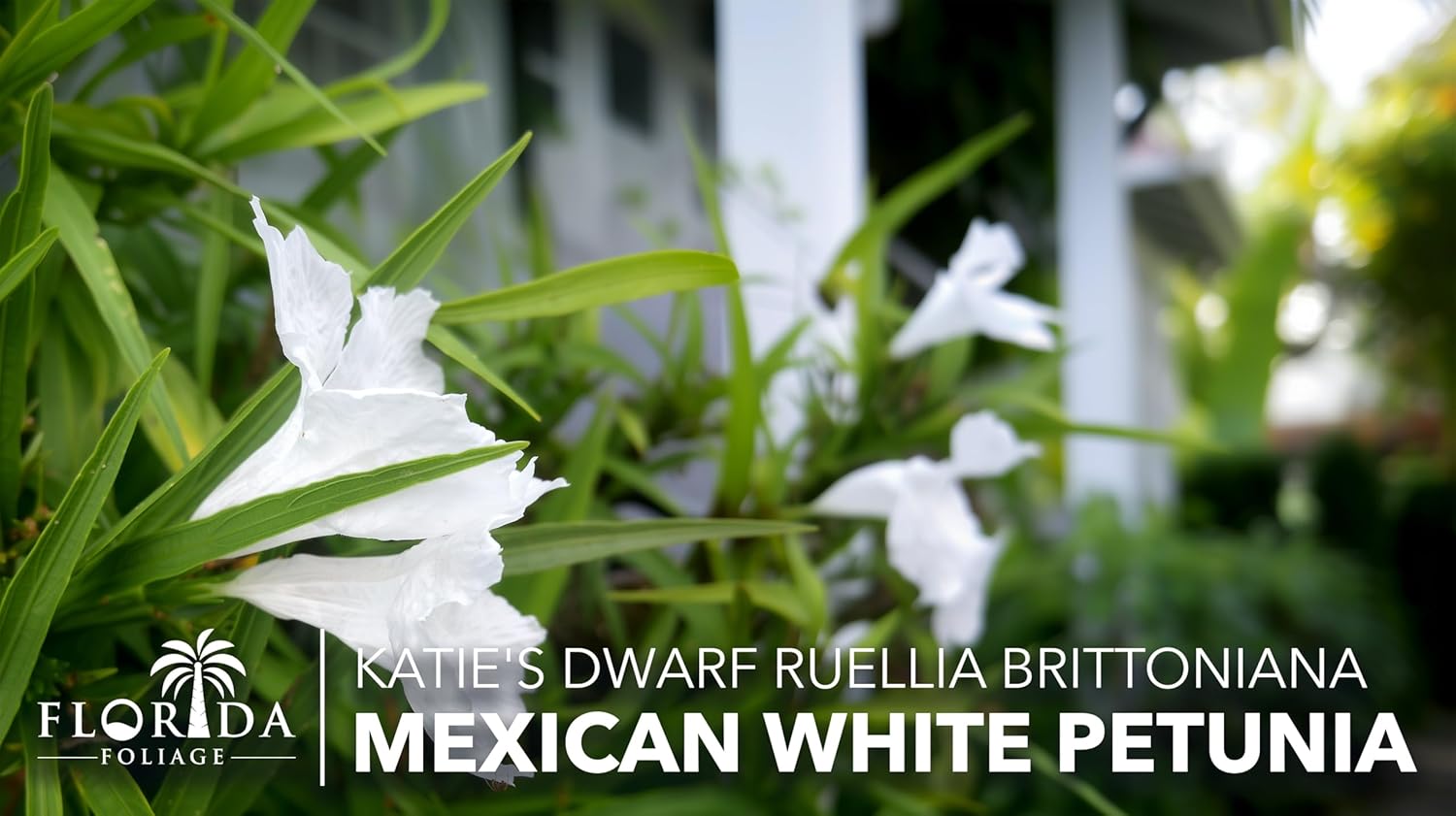 Katie's Dwarf Mexican Petunia White | 20 Live Plants | Ruellia brittoniana | Compact Flowering Perennial | Low Growing Pollinator Favorite for Walkways Borders Containers Landscaping