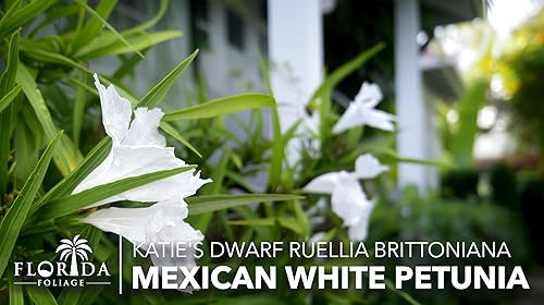 Miniatura 4 de Petunia mexicana enana blanca Katie's Dwarf Ruellia Brittoniana 30 plantas vivas Arbusto de mariposa floreciente tolerante a la sequía