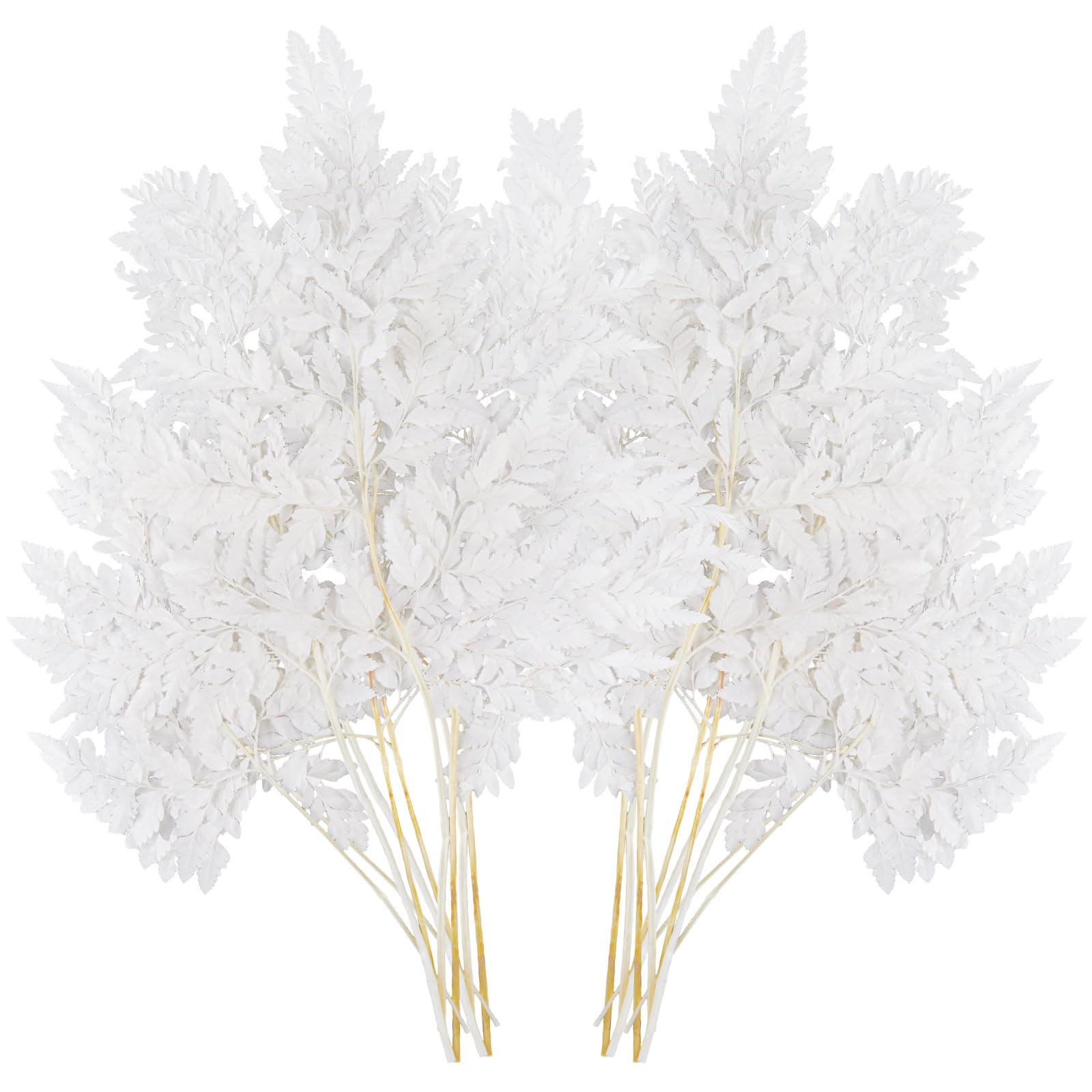 20 Stems Dried Flowers White Fern Leaves 16 inch Preserved Real White Ferns Leaves Wedding Garlands Home Decorations Bouquets Flower Arrangements Wall Hanging Dried for Wedding Home Party