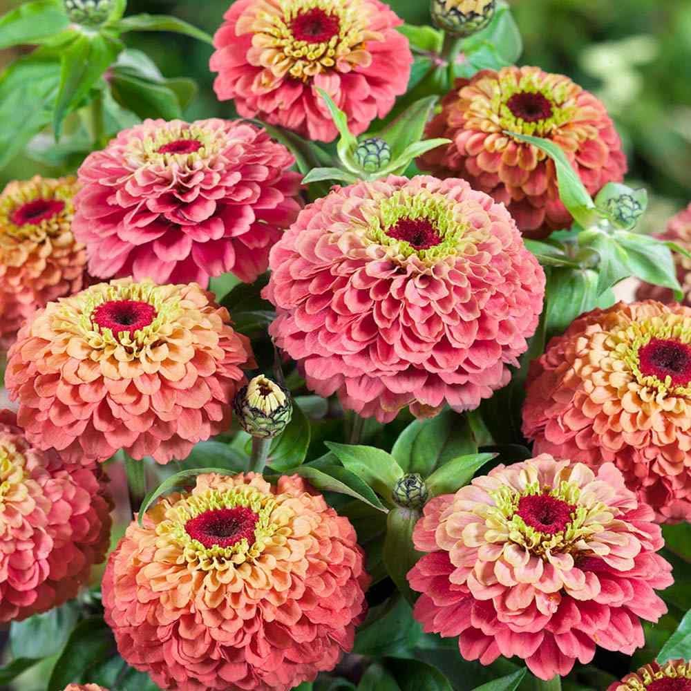 Amazon.com : Outsidepride 50 Seeds Annual Zinnia Elegans Queeny Lime ...