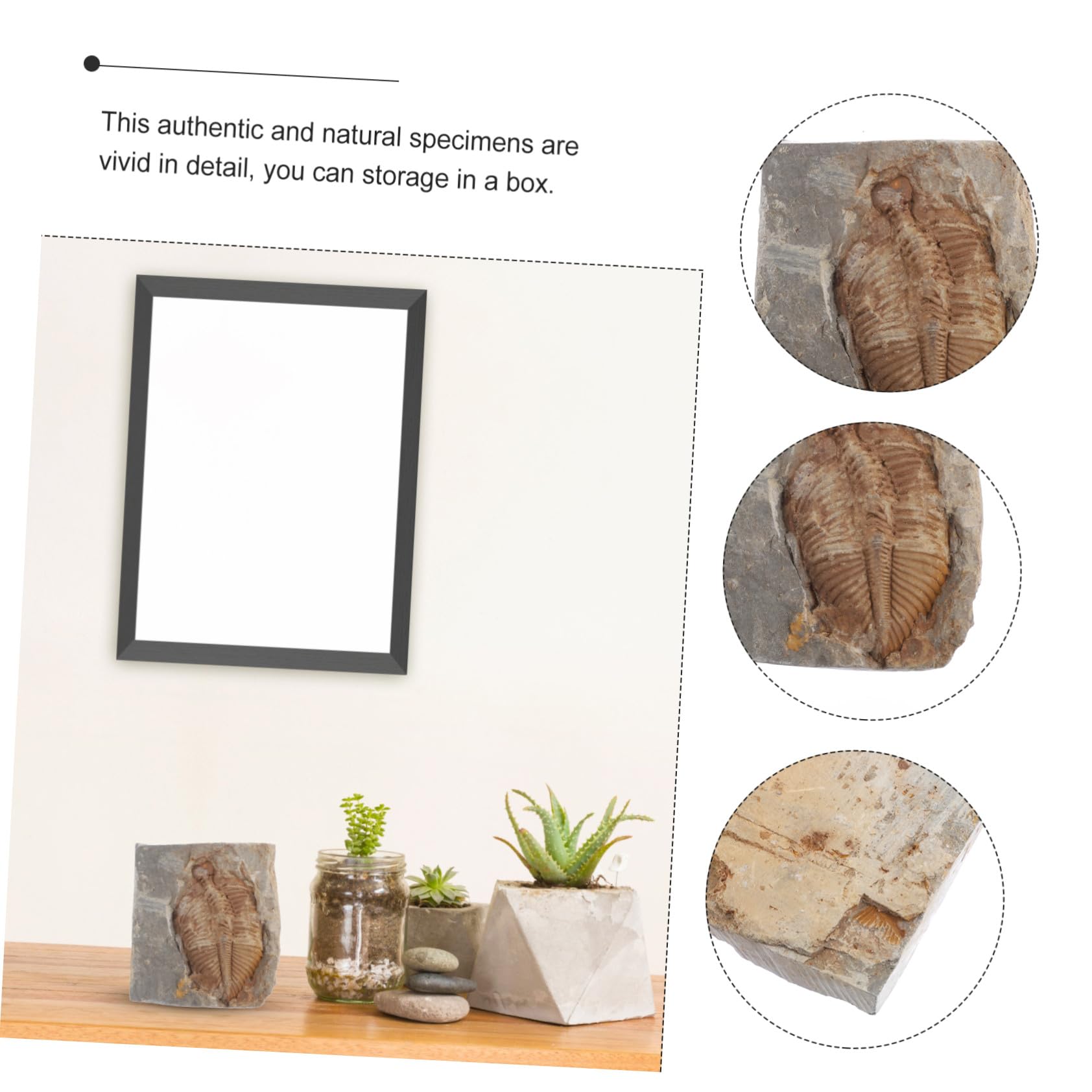 Trilobite Fósil Espécimen Real de Paleontología para Colección y Estudio
