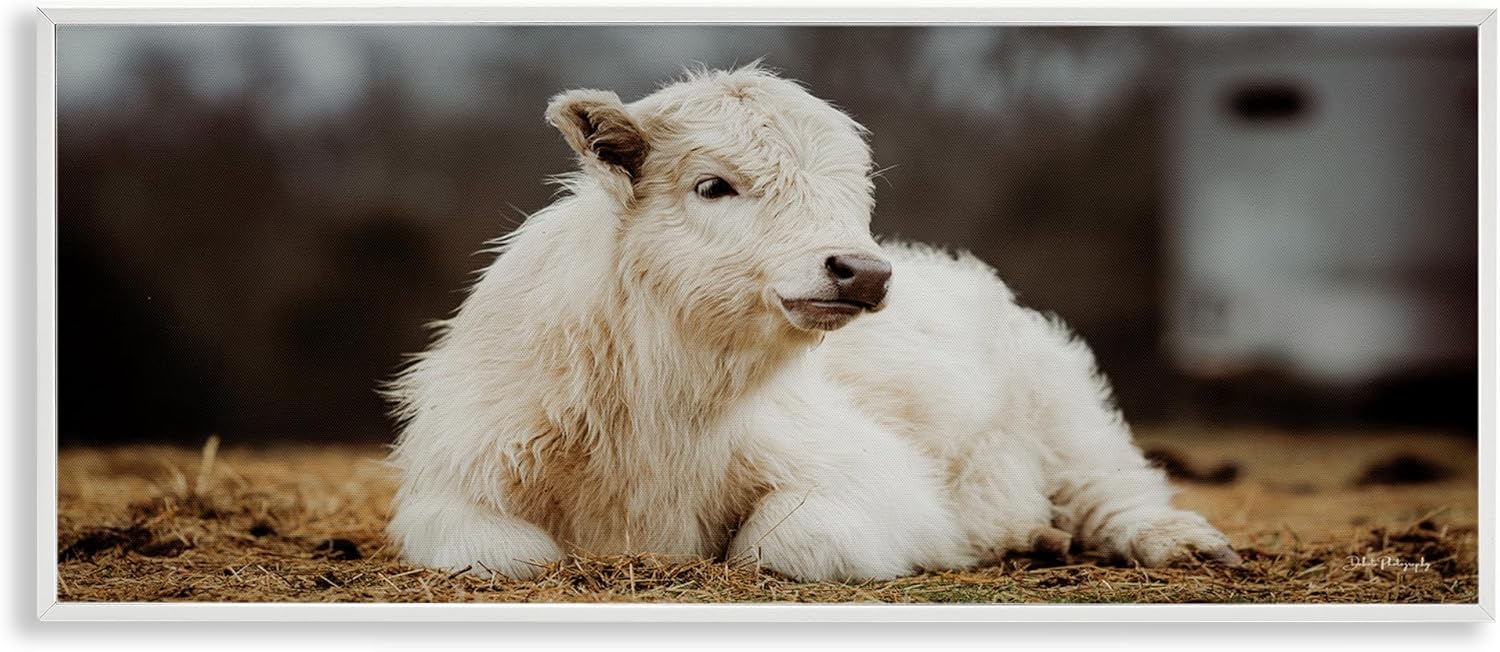 Stupell Industries Baby White Cattle Framed Giclee Art Design by Dakota Diener