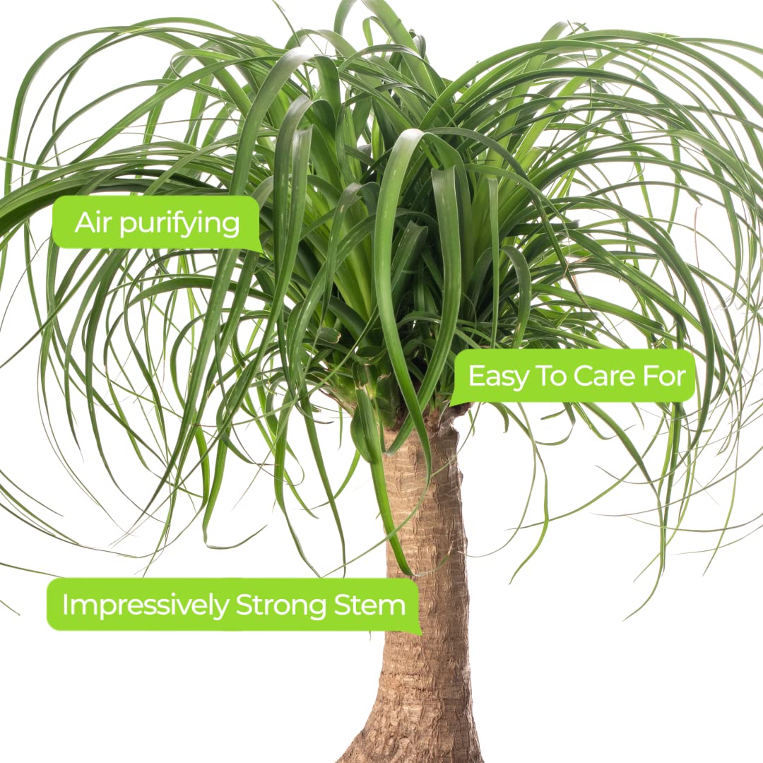 Gardener's Dream Elefantenfu Indoor Palme - Groe Zimmerpflanze, Tropisch,  Immergrne Zimmerpflanzen, Gro & echt, Pflanzen, Palmen-Pflanze fr  Zimmer, Bro usw. (30-40 cm) : Amazon.de: Garten