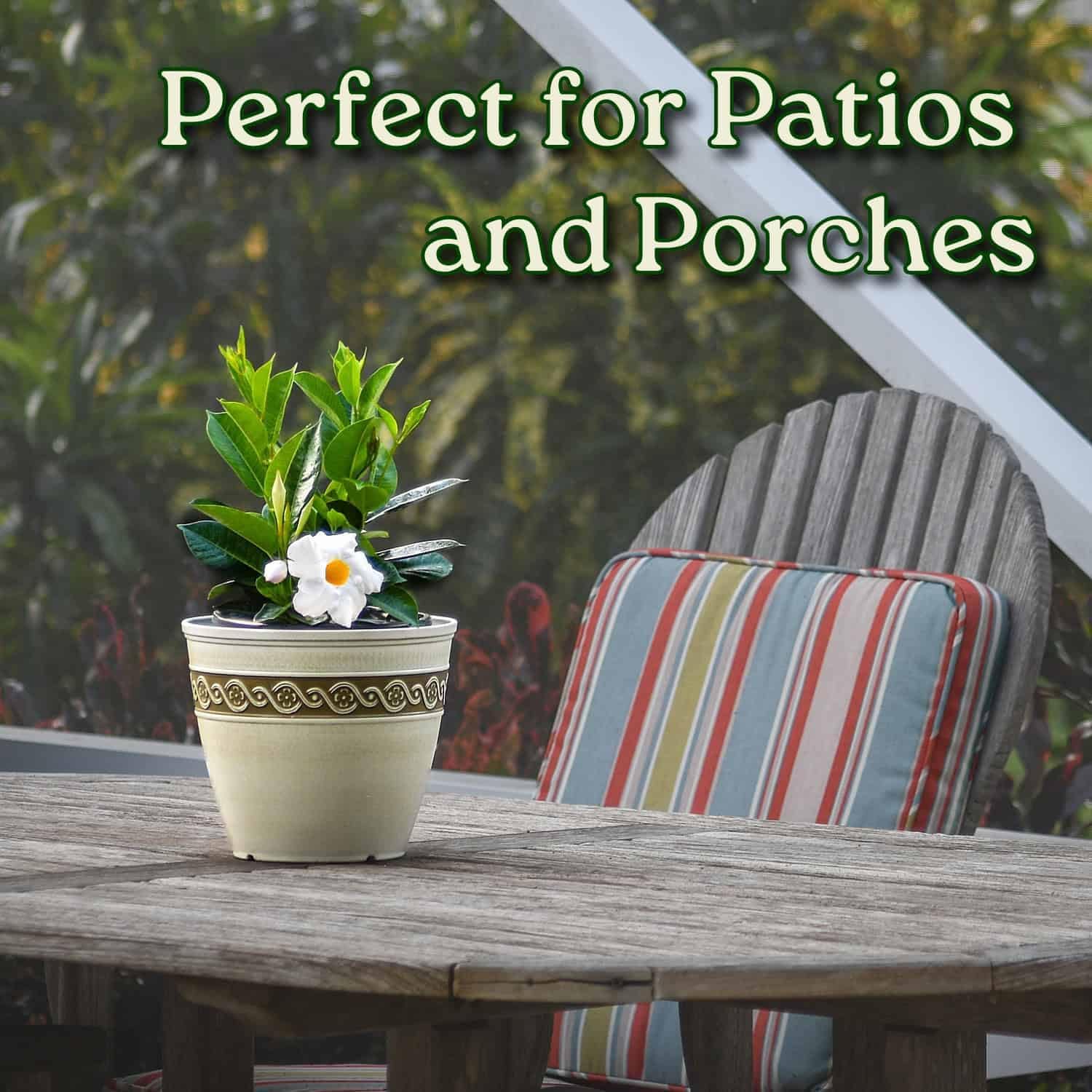 Tropical Plants of Florida - White Dipladenia Bush - 14 inch Overall Height - 6 inch Planter Pot (1 Gallon) (Plant Only)