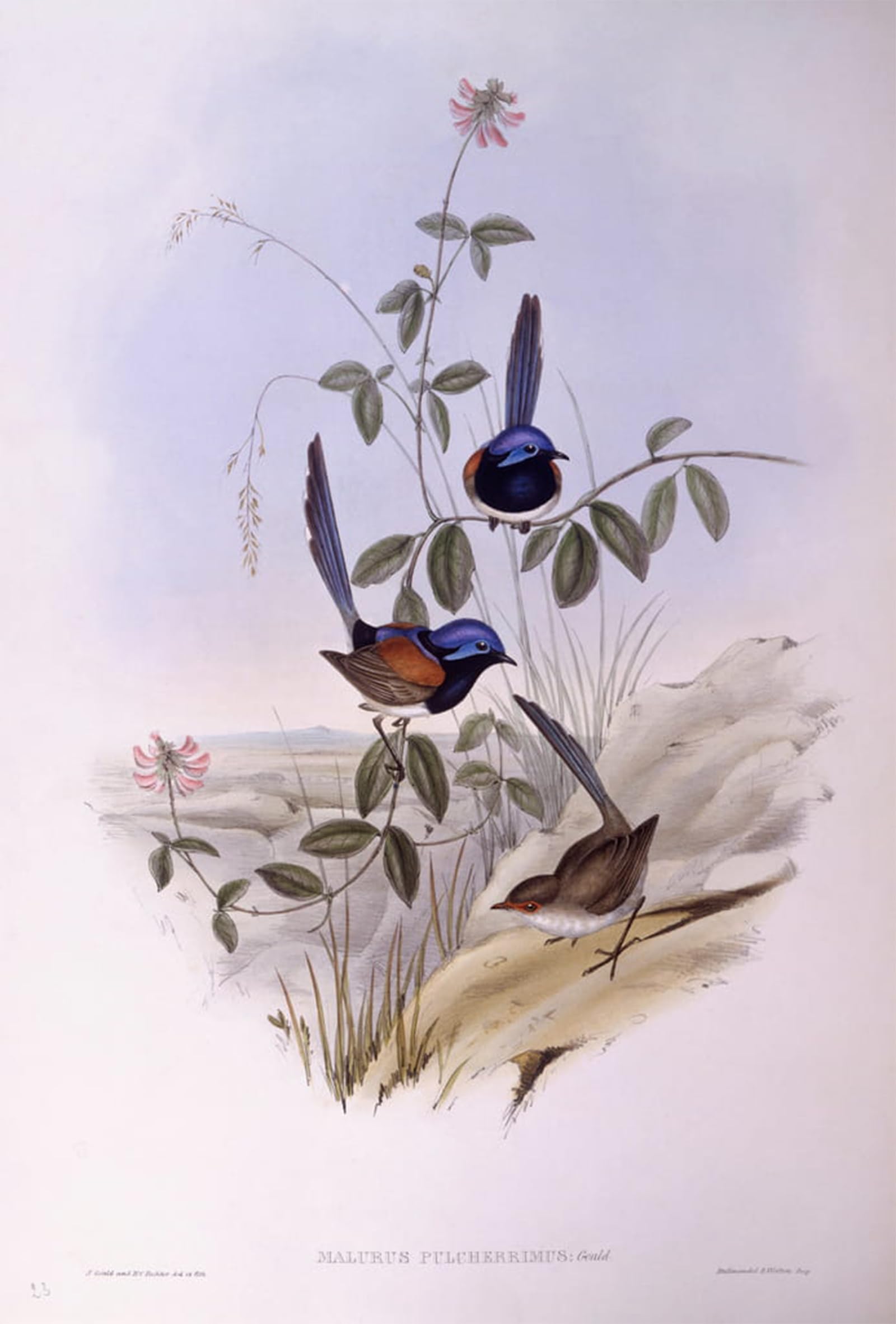 Tableaux Graffiti Art Mural d'oiseau par John Gould impression moderne 60x90cm