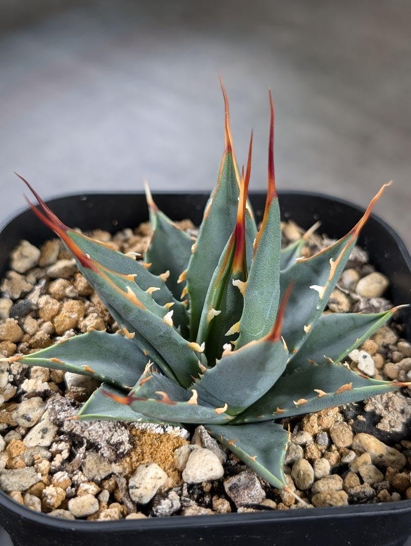 ユタエンシス エボリスピナ 陽炎選抜 【公式通販】