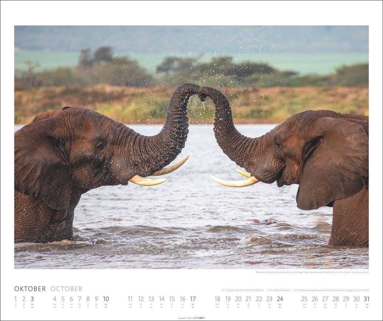 Elefanten Kalender 2027: Die sanften Riesen Afrikas, porträtiert in einem großen Wand-Kalender. Hochwertiger Fotokalender voll beeindruckender Aufnahmen. 55 x 46 cm Querformat