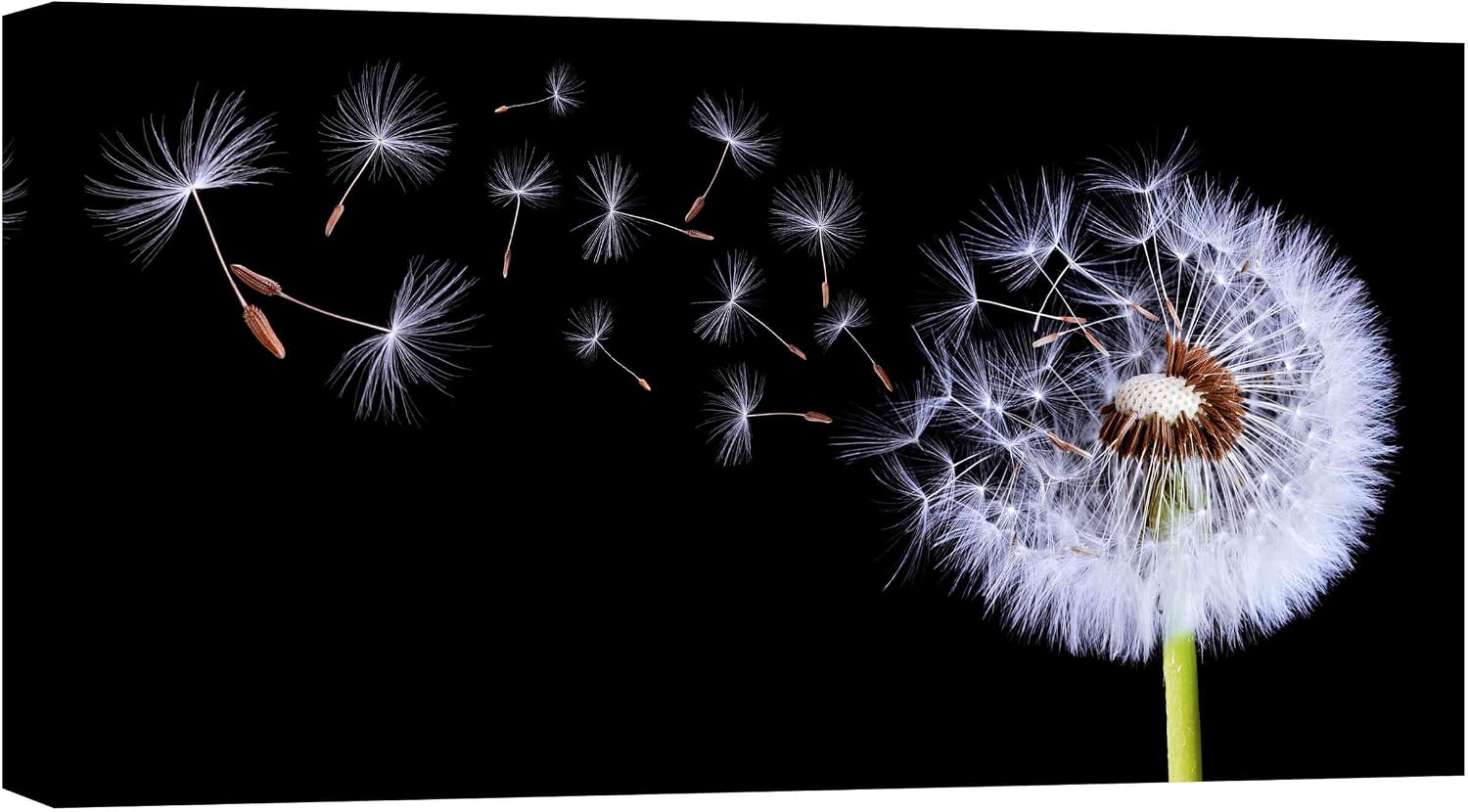Epic Graffiti 'Flying Dandelion' Canvas Wall Art, 12"x24"