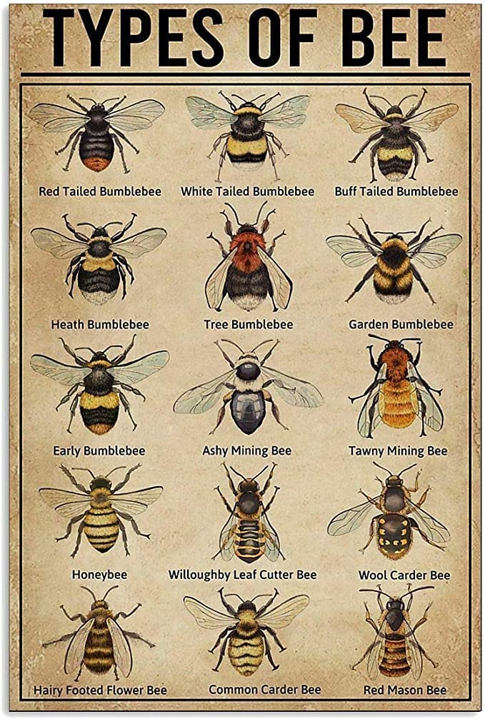 Types of Bee Retro Nostalgic Art Print Poster Tin Sign Knowledge Tin Signs for Kitchen Home Office Bar Cafe Decor 8x12 Inch