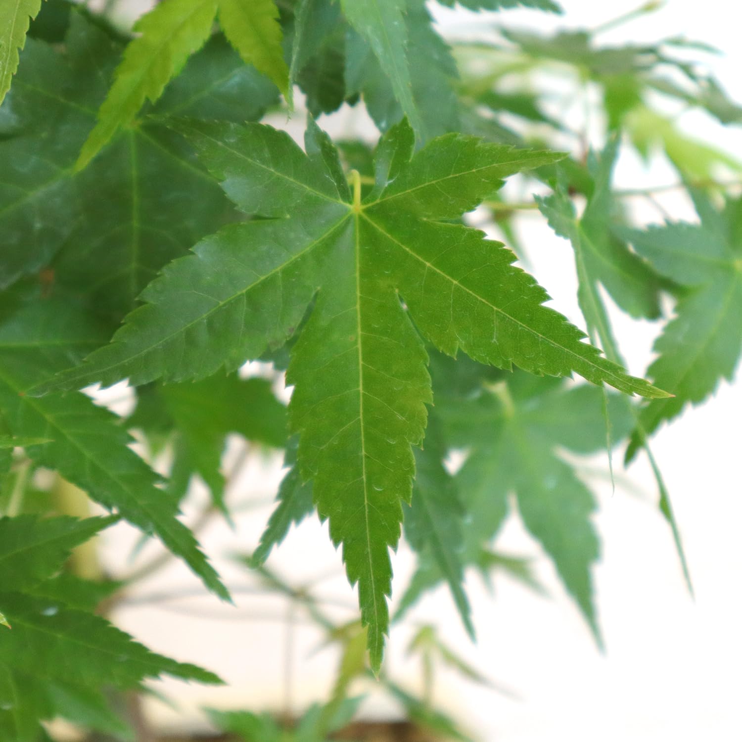 KENTIS - Bonsái Acer Palmatum Bi Hoo - Arce Palmeado - Planta Ornamental de Exterior - H 32/42 cm Maceta de 18 cm