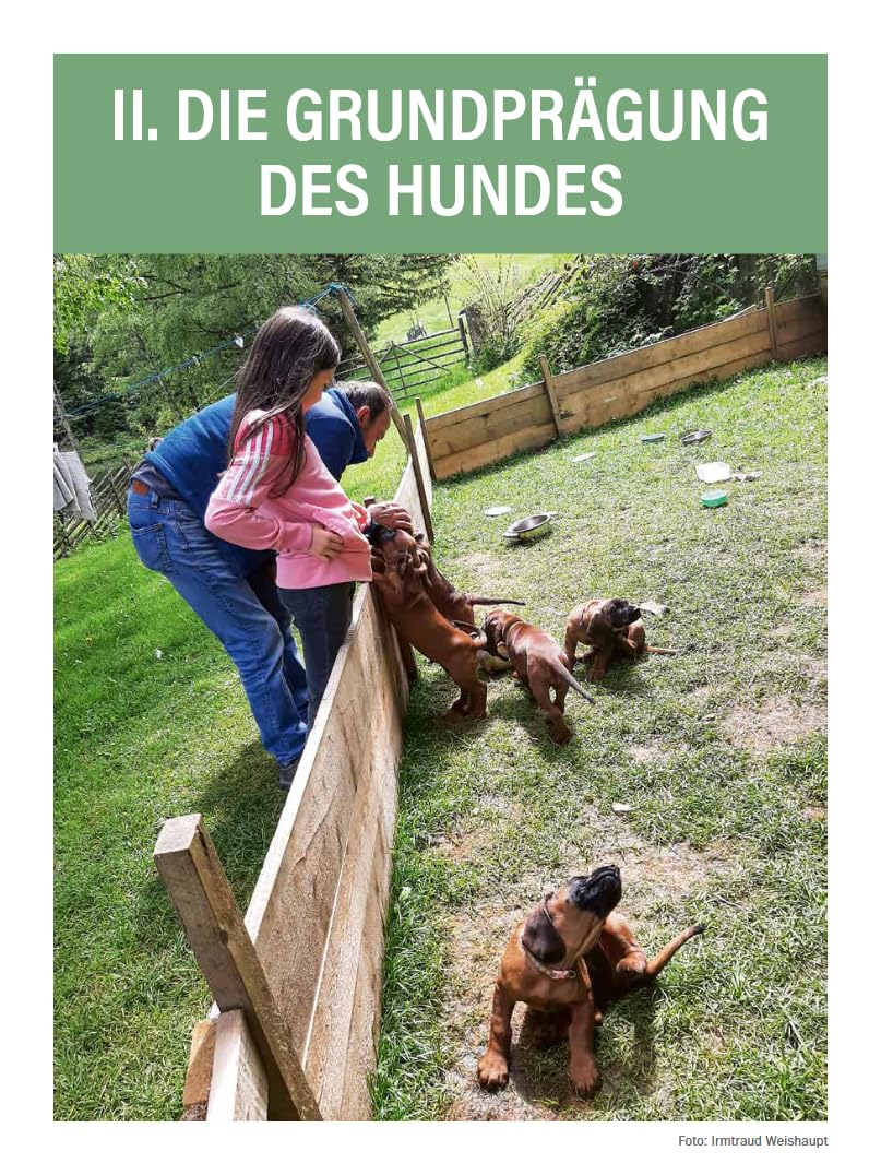 Jagdhunde ausbilden: Vom Grundgehorsam bis zum Training für die Nachsuche