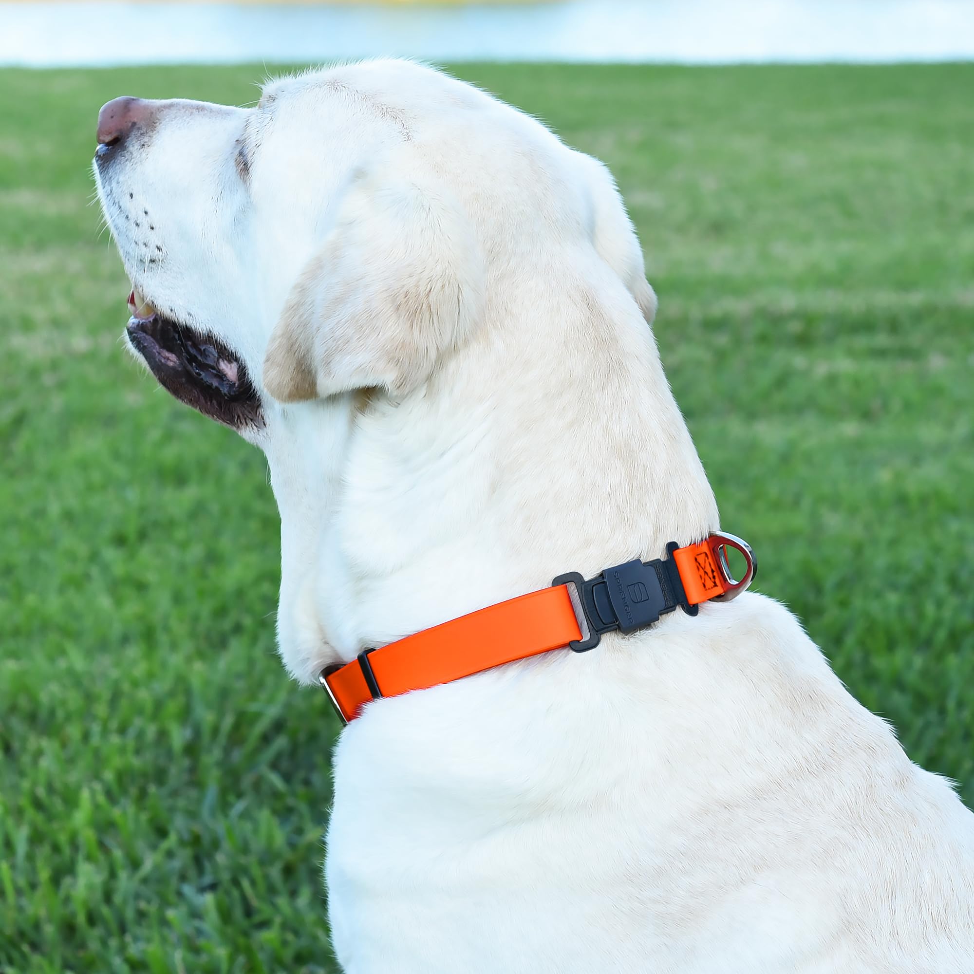 Dogline Biothane - Collare impermeabile per cani con fibbia a sgancio rapido Herm Sprenger, in acciaio inox, resistente, tattico, resistente, per cani, comodo e sicuro, larghezza 1 L, 38,1-63,5 cm,