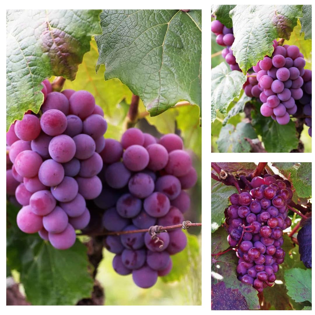 All-Year Round Hybrid Pink Grapes Live Original & Authentic Plant in Grow Bag - Easy Care, Fruiting Plant for Home Garden & Patio Super Healthy Rare Plant