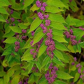 50 Seeds Purple Beauty Berry Seeds Non-Hybrid, Open-Pollinated, Suited for Canadian Climate