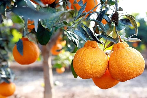 Fresh Sumo Dekopon Mandarinas Naranjas 2 libras incluye 3 piezas enteras