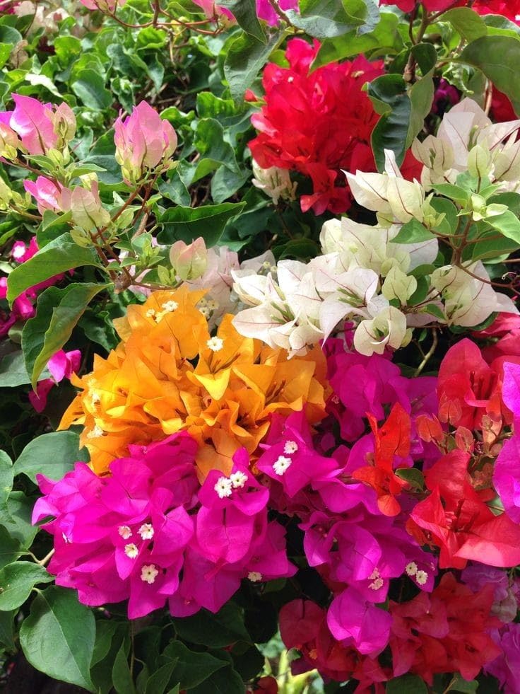 Bougainvillea Grafted Live Plant Multi Color Paper Flower Paper Flower (B0D7TVH72N) Amazon Price History, Amazon Price Tracker