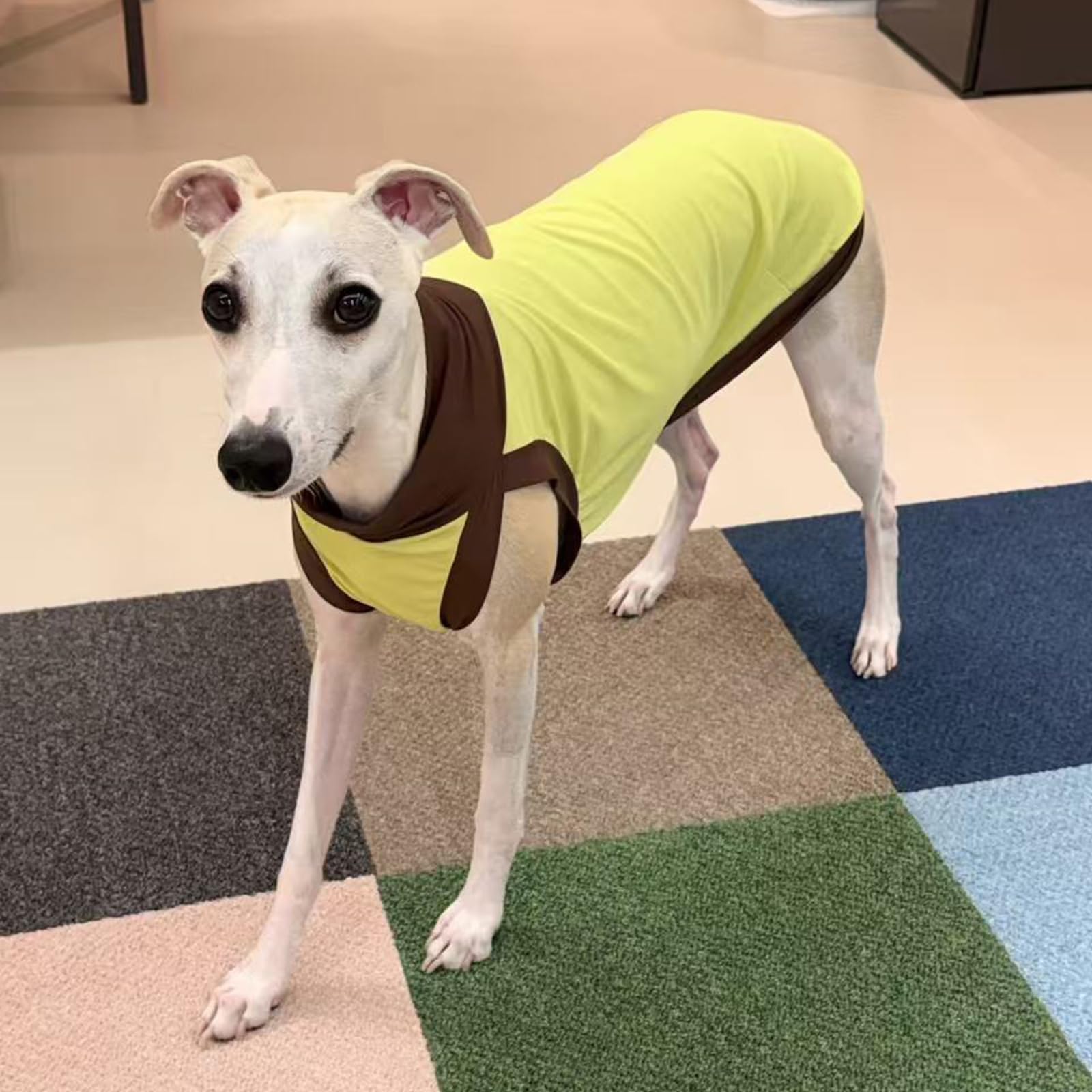 Greyhound Perro Camisa Secado rápido UPF50 + UV Camisa Verano Ligero elástico refrigeración Perro Chaleco Ropa Moda Color Bloque Whippet Camiseta para Perros pequeños y