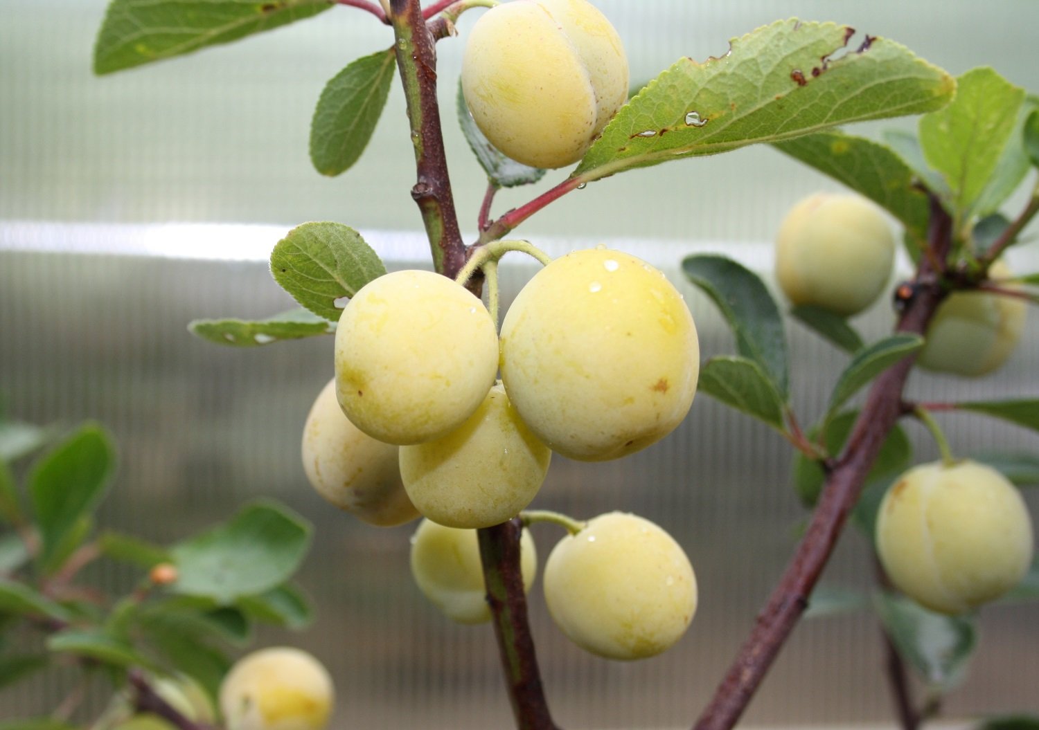 Prunus domestica ‘Mirabelle de Nancy’ 120–150 cm – Winterhart, Mehrjährig – Mirabellenbaum – Obstbaum für Garten & Terrasse