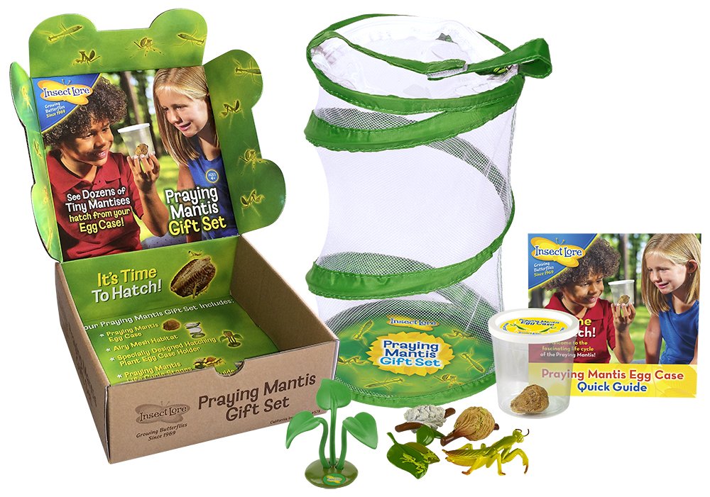 Buy Insect Lore Live Praying Mantis Hatching Kit Gift Box Toy Viewing