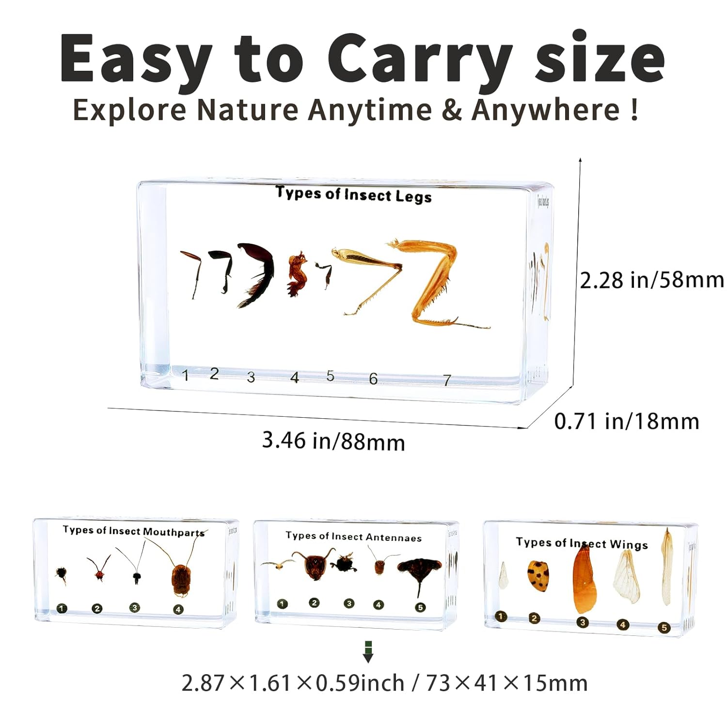 4pcs Insect Appendage Specimens in Resin-Taxidermy Insect Monthparts,Antennaes,Wings,Legs for Science Education,Collection,Décor,Gift