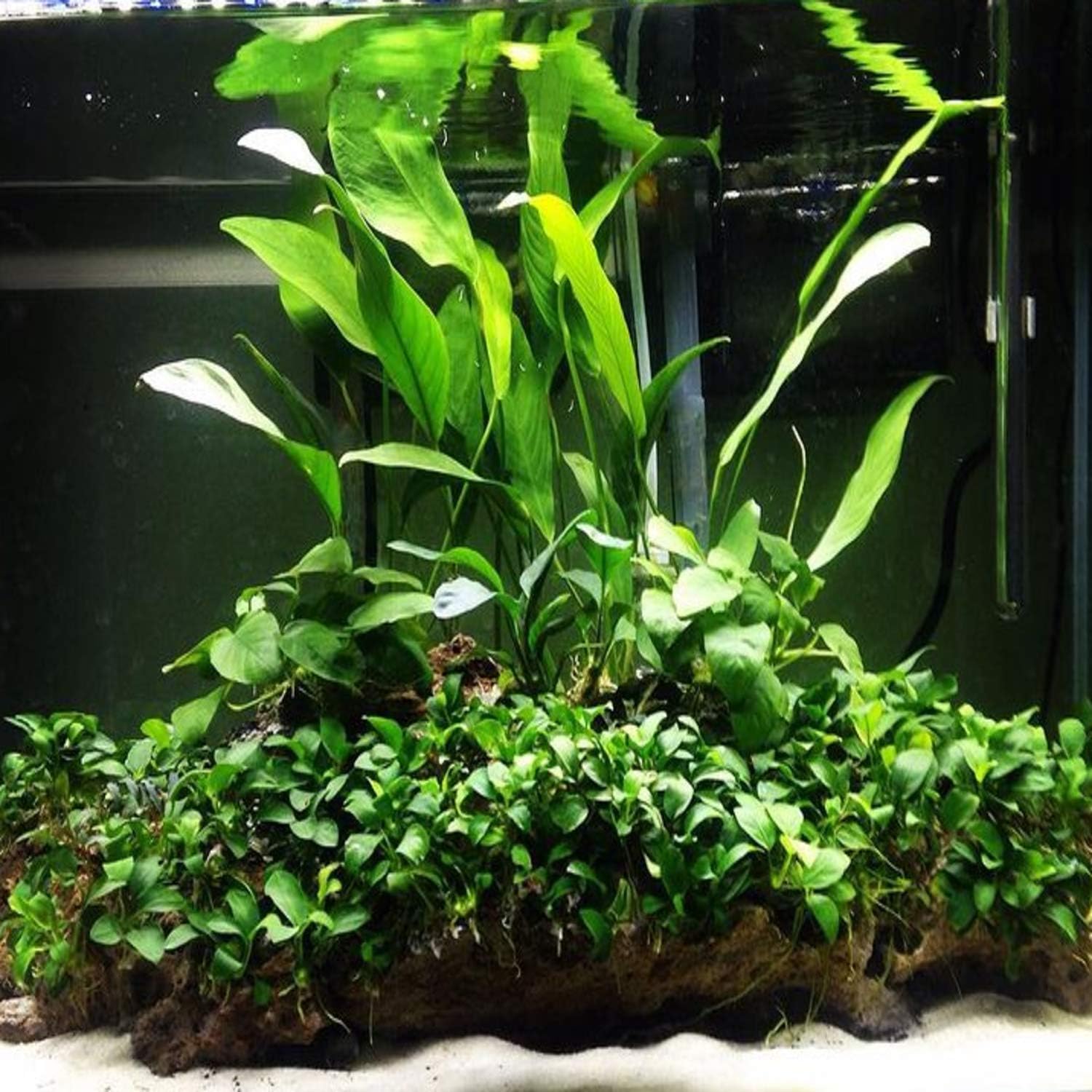 Anubias Barteri VAR. Barteri Mother Potted XXL Live Aquarium Plant Tropical Freshwater Decorations