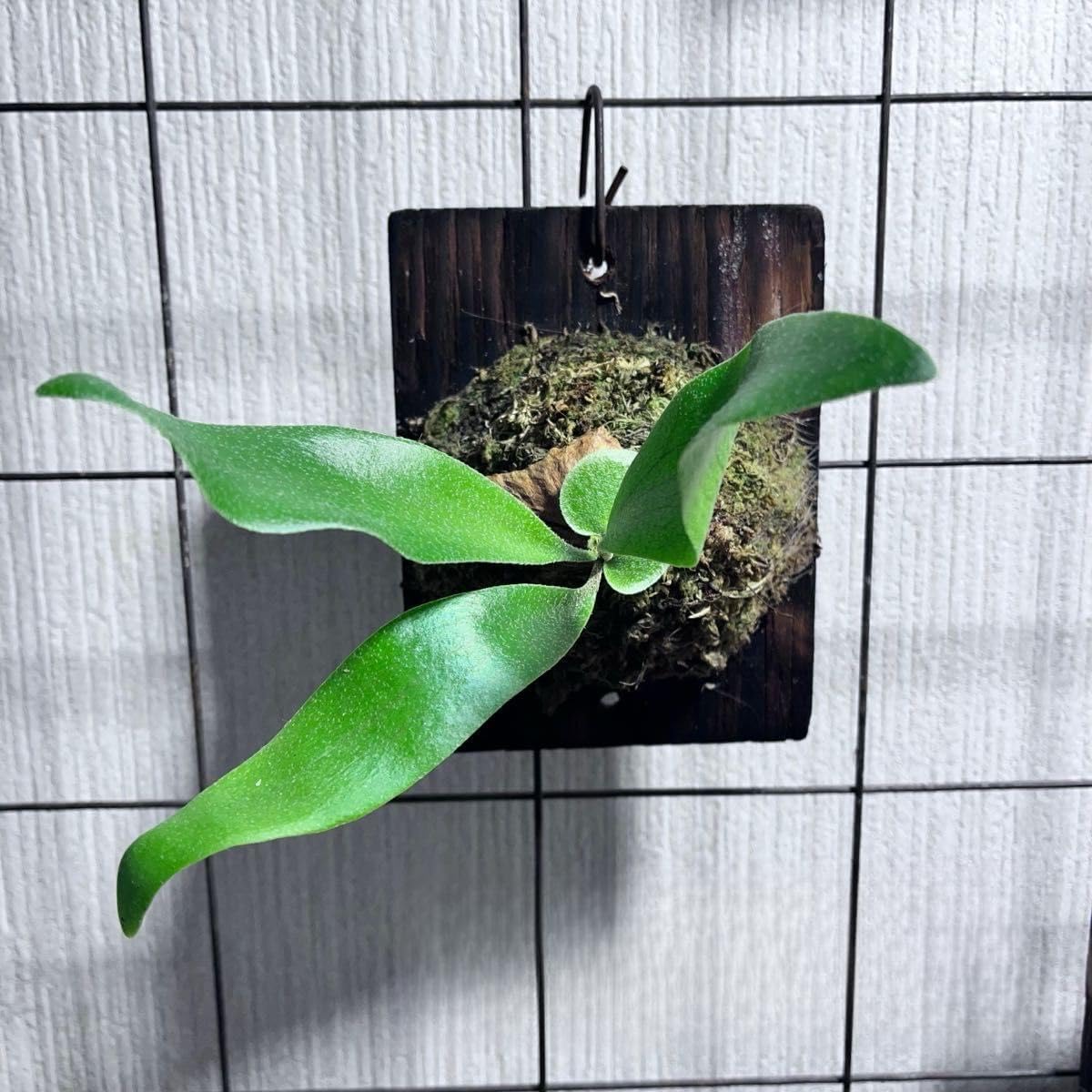 ビカクシダ コウモリラン フェノメナル 子株 バンダカさん株