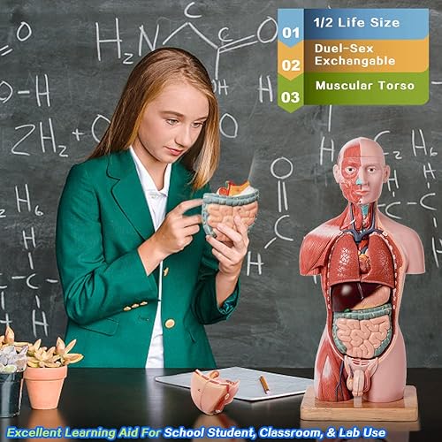 Miniatura 3 de EVOTECH SCIENTIFIC Nuevo modelo de musculatura de lujo para cuerpo humano, 16 piezas extraíbles de 17 pulgadas, modelo de anatomía de torso humano