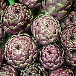 Artichoke Purple de Provence Finished Hardy Perennial Easy to Grow Your Own Sun Loving Garden Vegetables 1x Seed Packet (Aprox 45 Seeds) by Suttons