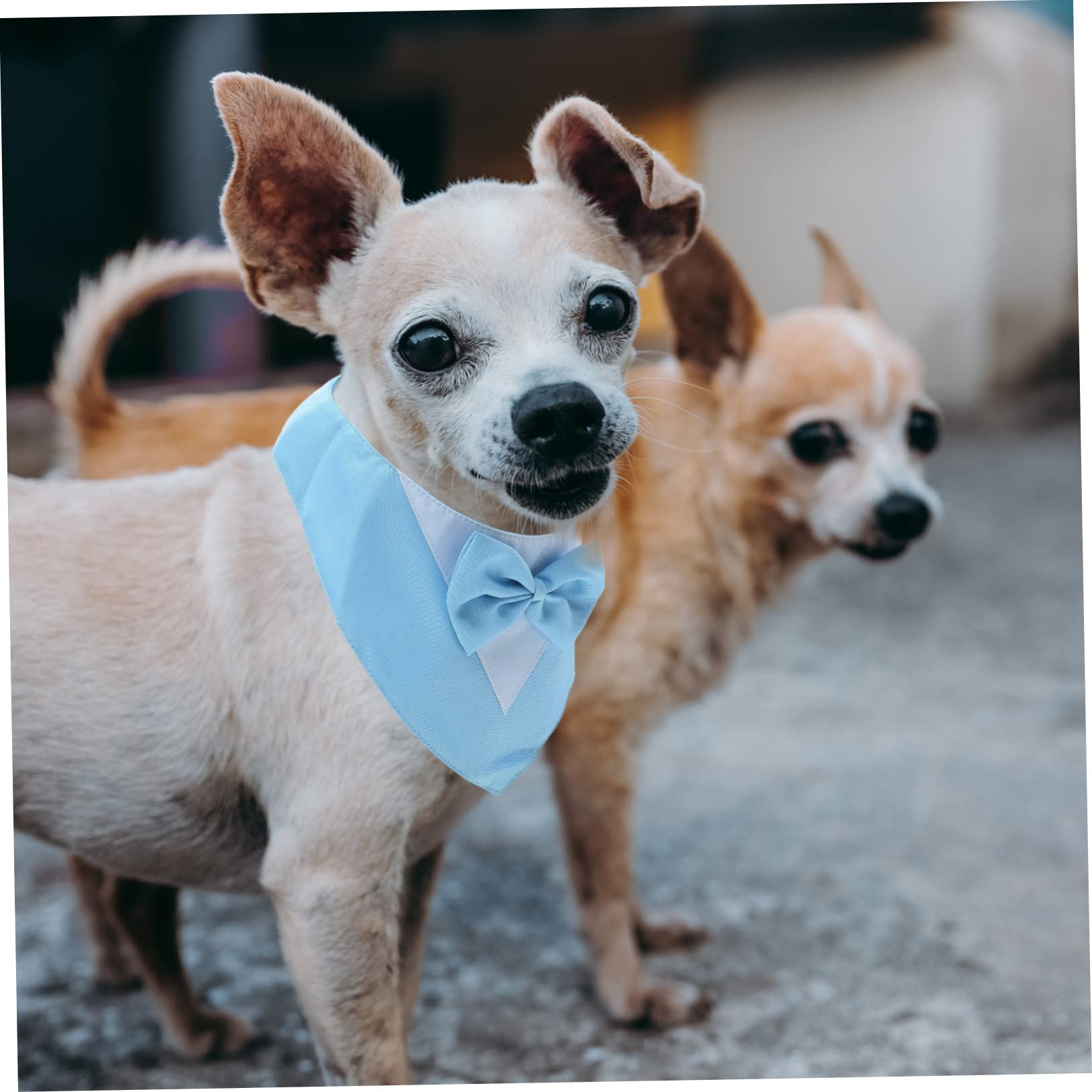 POPETPOP 5stücke Hundehalsband Mit Dekorativem Schleifenmotiv Verstellbare Dreiecks-halskrawatte Für Hunde Und Katzen Für Partys Und Besondere Anlässe Aus Hochwertigem Atmungsaktivem
