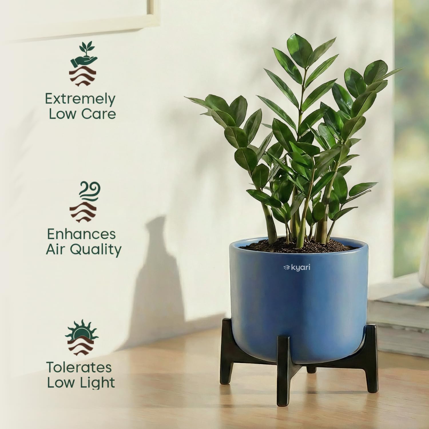 Kyari Zamia ZZ Plant - Large Indoor Air Purifier -4