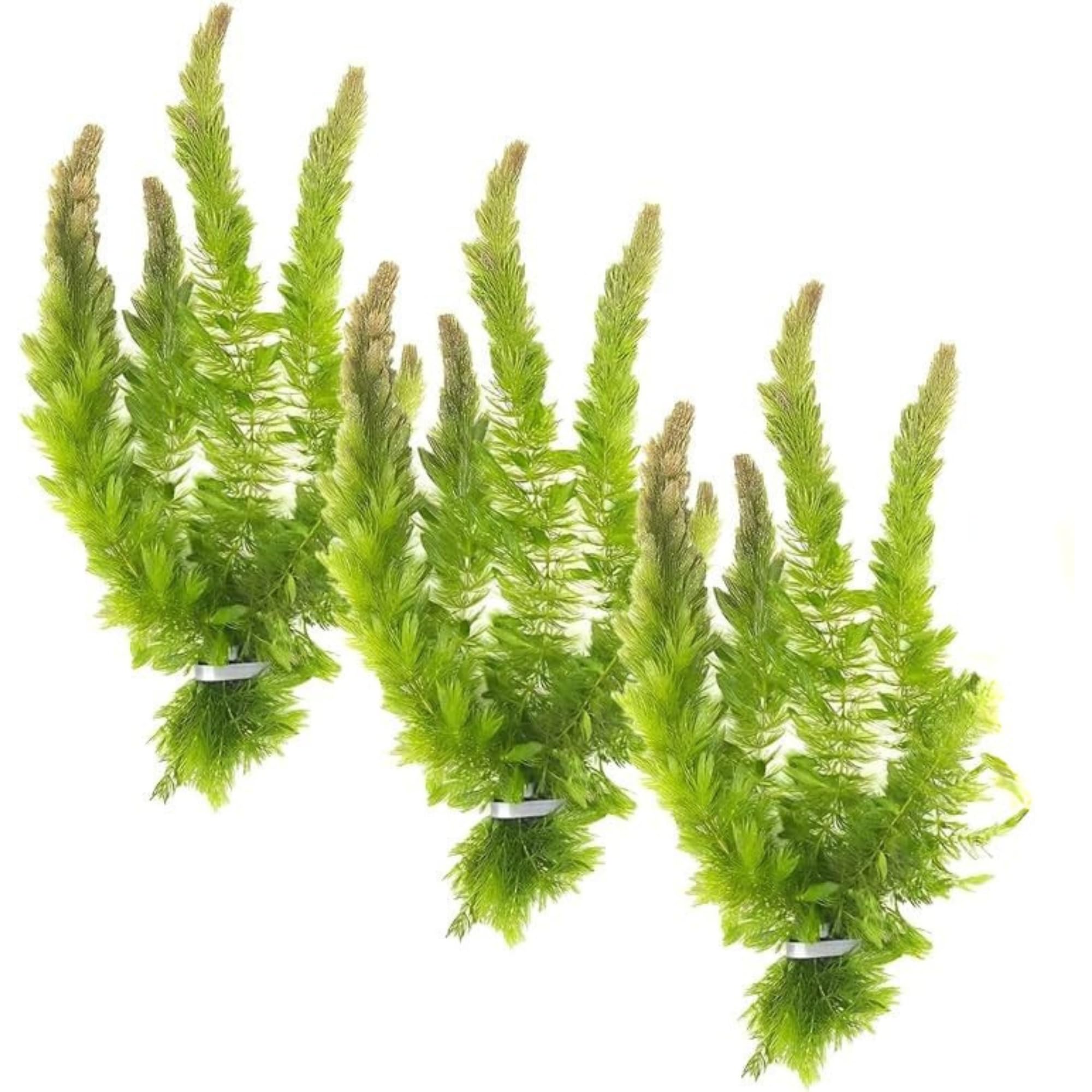 Live Aquarium 3 Hornwort Bunch Plants - Excellent Oxygenator - Easy to Maintain Plant - Removing Excess Nitrates - Promote High Water Quality - 3-5 Stems Per Bunch