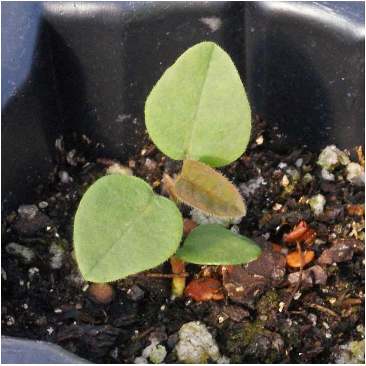 Everwilde Farms - 1/4 Lb Showy Tick Trefoil Native Wildflower Seeds - Gold Vault