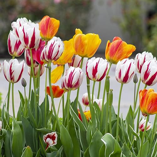 Miniatura 9 de Tulipanes de doble floración estilo peonía, 10 bulbos, flores de primera calidad rojas, rosas, blancas, amarillas y naranjas, plantas perennes
