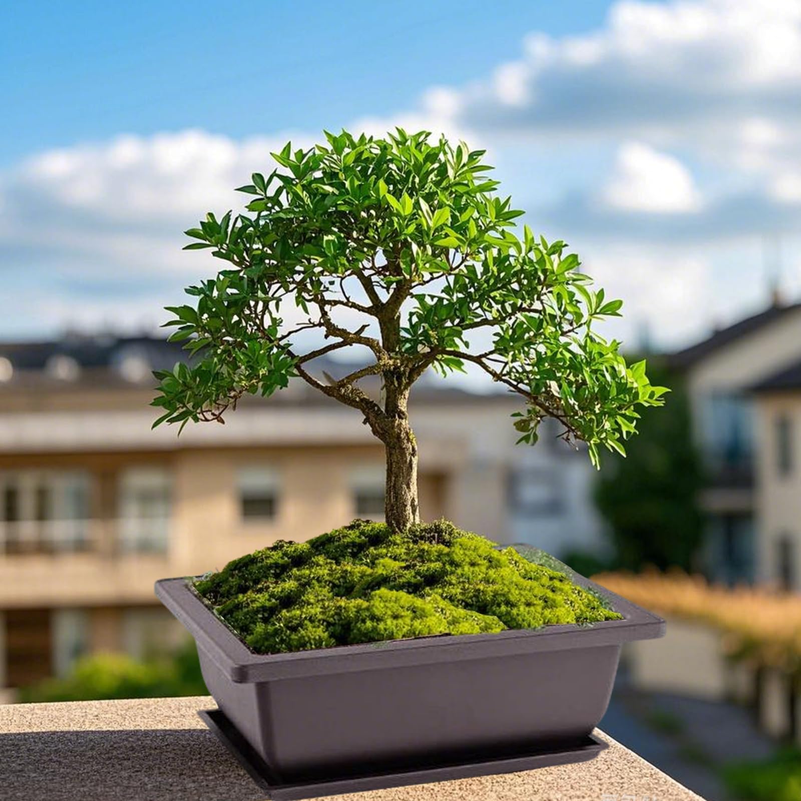 Doniczki treningowe bonsai, 12 sztuk, 16,5 x 12,3 cm, doniczki bonsai z podstawk?, plastikowa doniczka na bonsai, tworzywo sztuczne, doniczka na ro?liny do salonu, biura, ogrodu