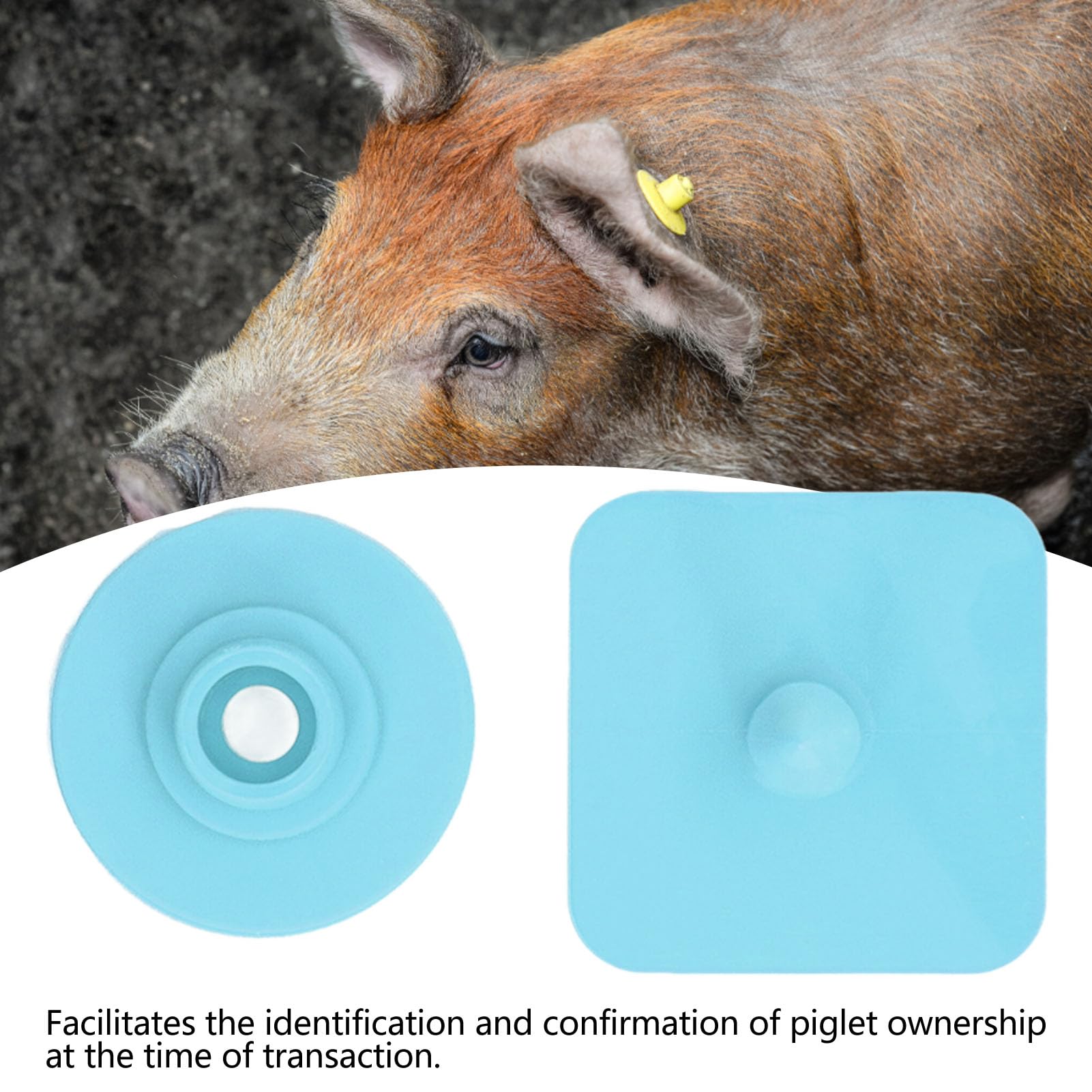 100 Pezzi Quadrati Vuoti Bestiame Identificazione Animali Marchi Orecchio Bovini in Plastica Orecchino Marcatore per Suini Suinetti Gestione Agricola Materiale Poliuretanico (Blu)