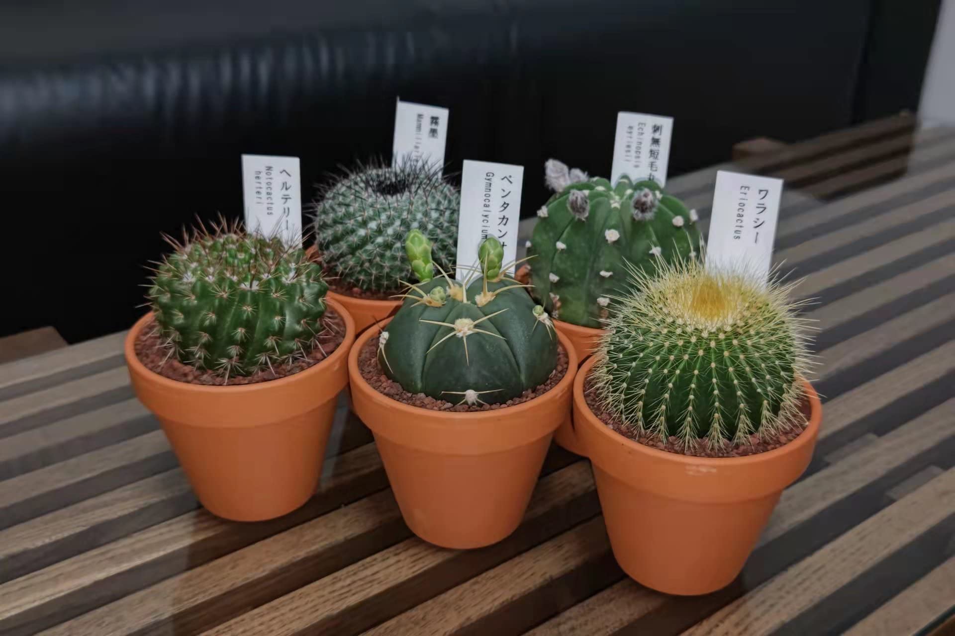 多肉植物）素焼鉢 サボテン 品種おまかせ 3号（5鉢） 品種名のラベル付き