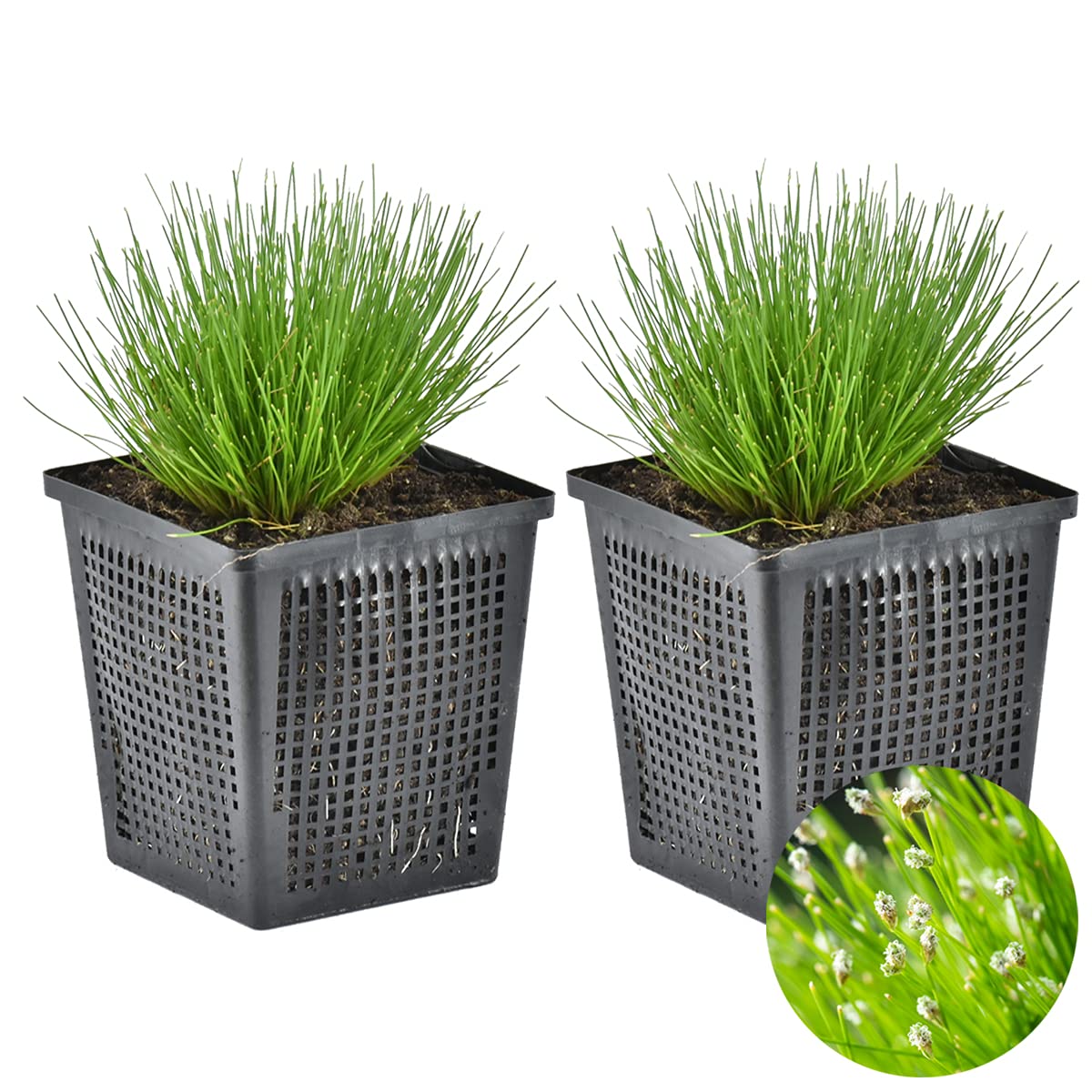 Bloomique - Set de 2 - Scirpus cernuus - Junco cabello/grama aguja - Plantas de estanque - Acuáticas - Resistente al frío - Altura 10-20 cm - Maceta 11 cm