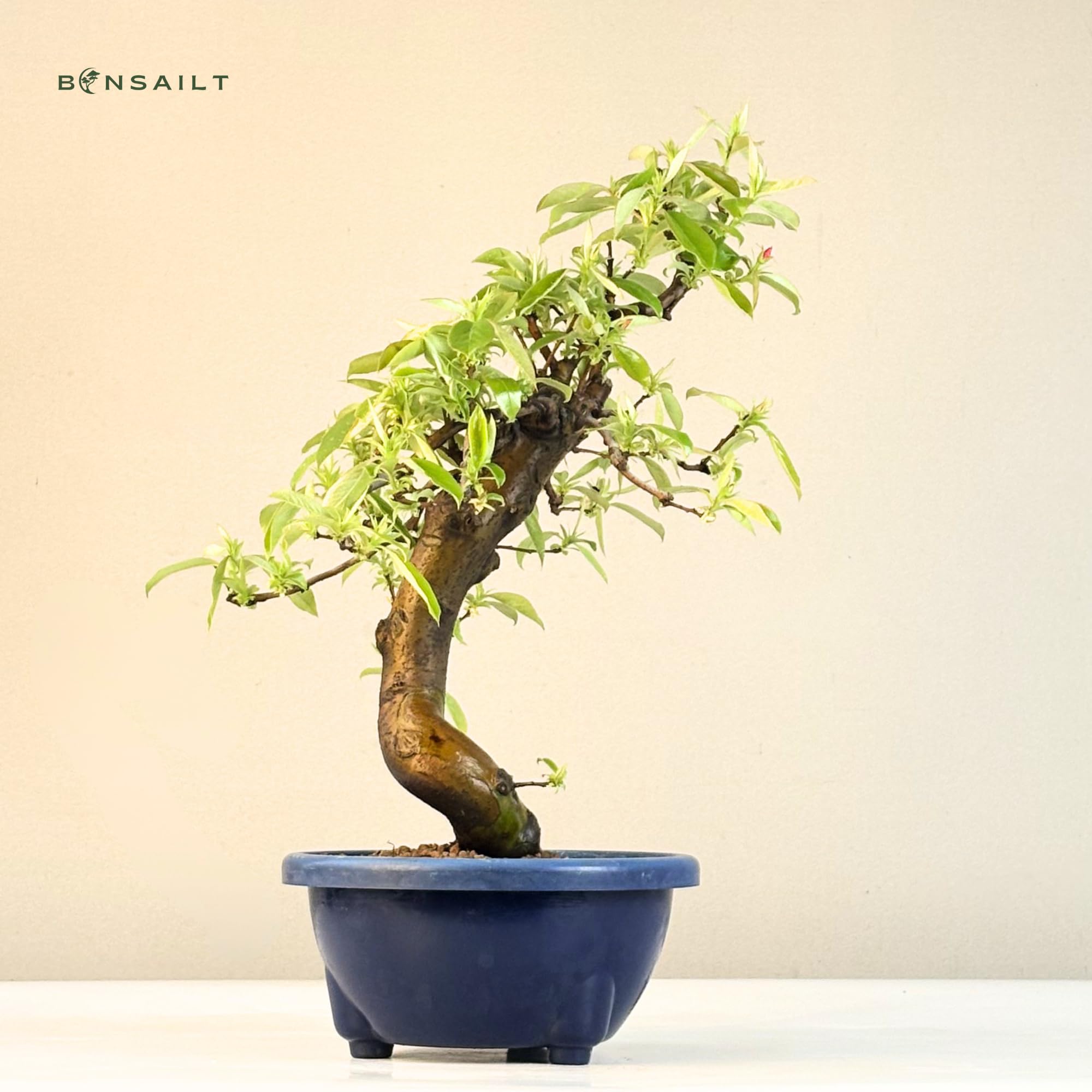 Chinesische Quitte Bonsai – Pseudocydonia sinensis – Outdoor Bonsai Baum – Blühender & Fruchttragender Bonsai – Premium Qualität