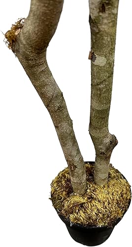 Miniatura 9 de Árbol artificial de hoja de olivo negro italiano hecho a mano de 4 pies  Decoración del hogar para sala de estar y oficina  Tacto real  Planta