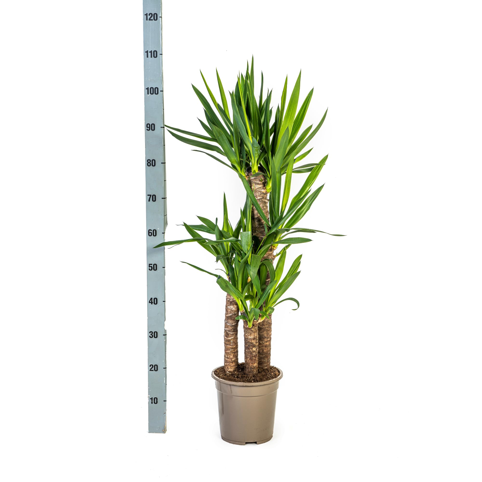 Yucca Elephantipes Riesen-Palmlilie Zimmerpflanze Ø21 cm 110 cm