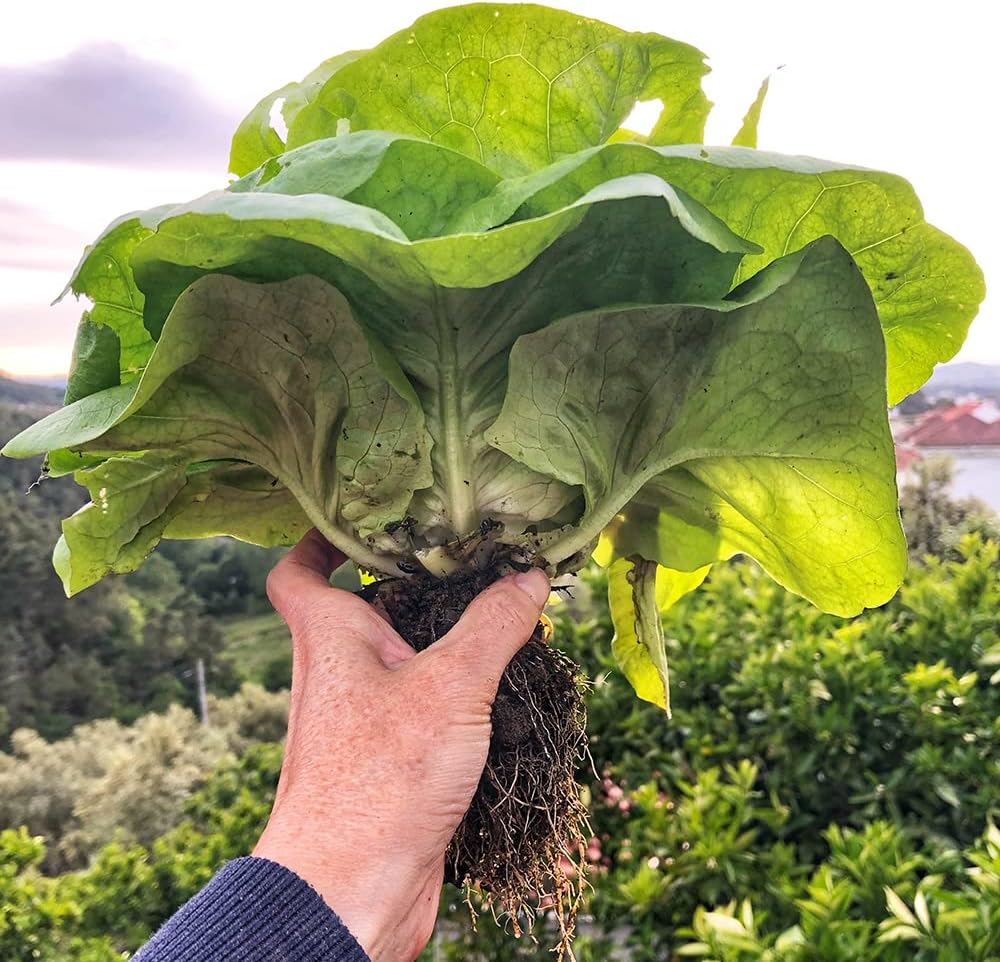 YL-0810 Bio PflüCksalat Samen Asia Salat Samen Wintersalat Winterhart ...