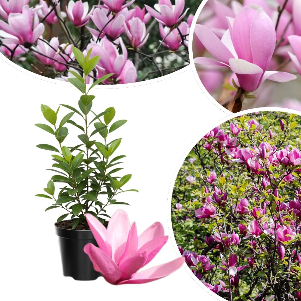 Magnolia Tree Live Plant in 2.5'' Pot, Magnolia Starter Tree, Ornamental Flowering Tree, Outdoor or Container Growing (Jane Magnolia)