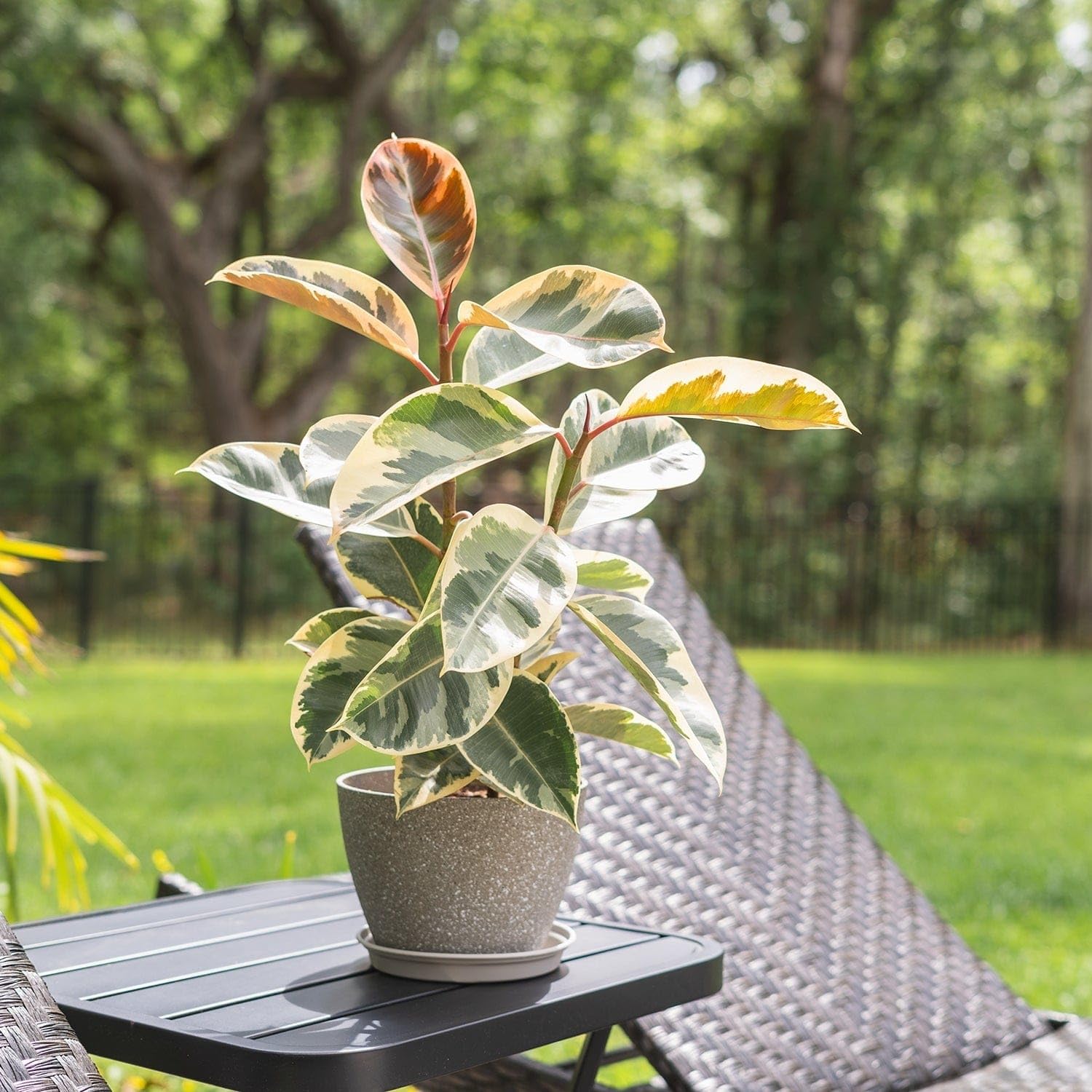 Live Variegated Rubber Plant 'Tineke' in 3-Inch Pot - Stunning Ficus Elastica with Emerald, Cream, and Blush Pink Leaves, Real Potted Indoor Houseplant, Easy-Care Trendy Room Decor-picture-21