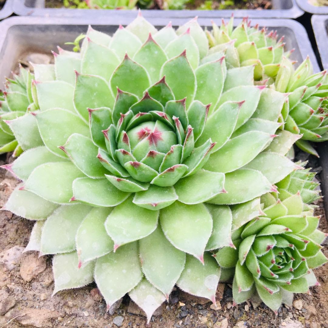 Laxmi Kamal Succulent - Good Luck Plant -3