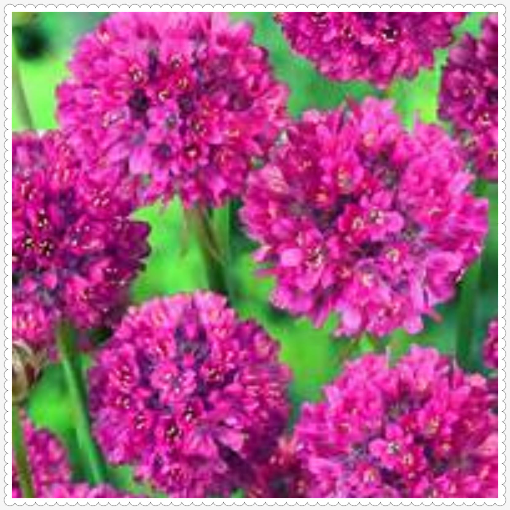Excellent Allium Bulbs for Planting Now UK Natural Organic Display Unique Good for Containers Cold-Resistant Easy Plant Greening Flower Ornamental Perennial-5bulbs-F