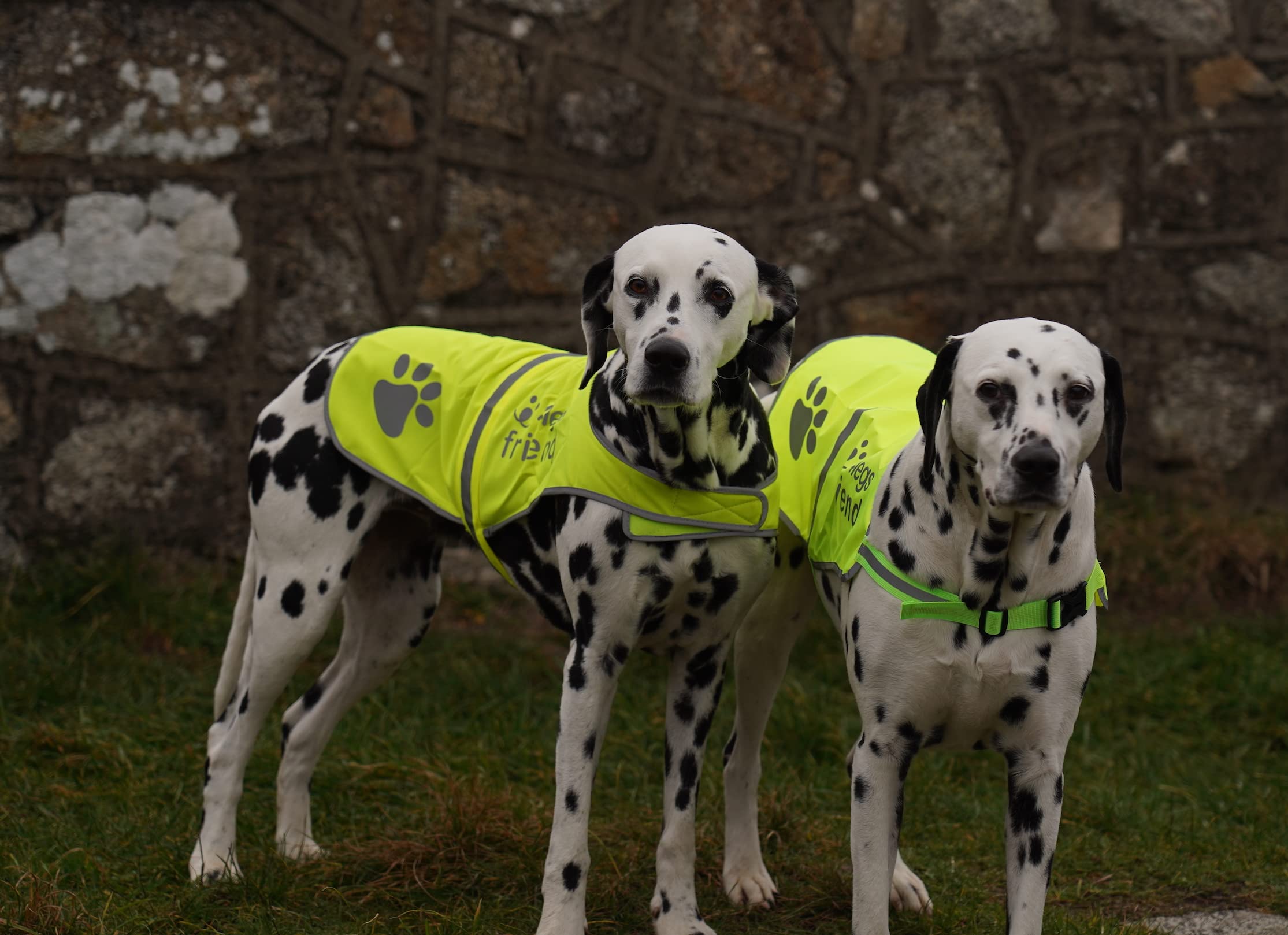 Gilet riflettente per cane, 5 taglie, alta visibilità per attività all'aperto, giorno e notte, in modo che il tuo cane sia al sicuro da incidenti stradali