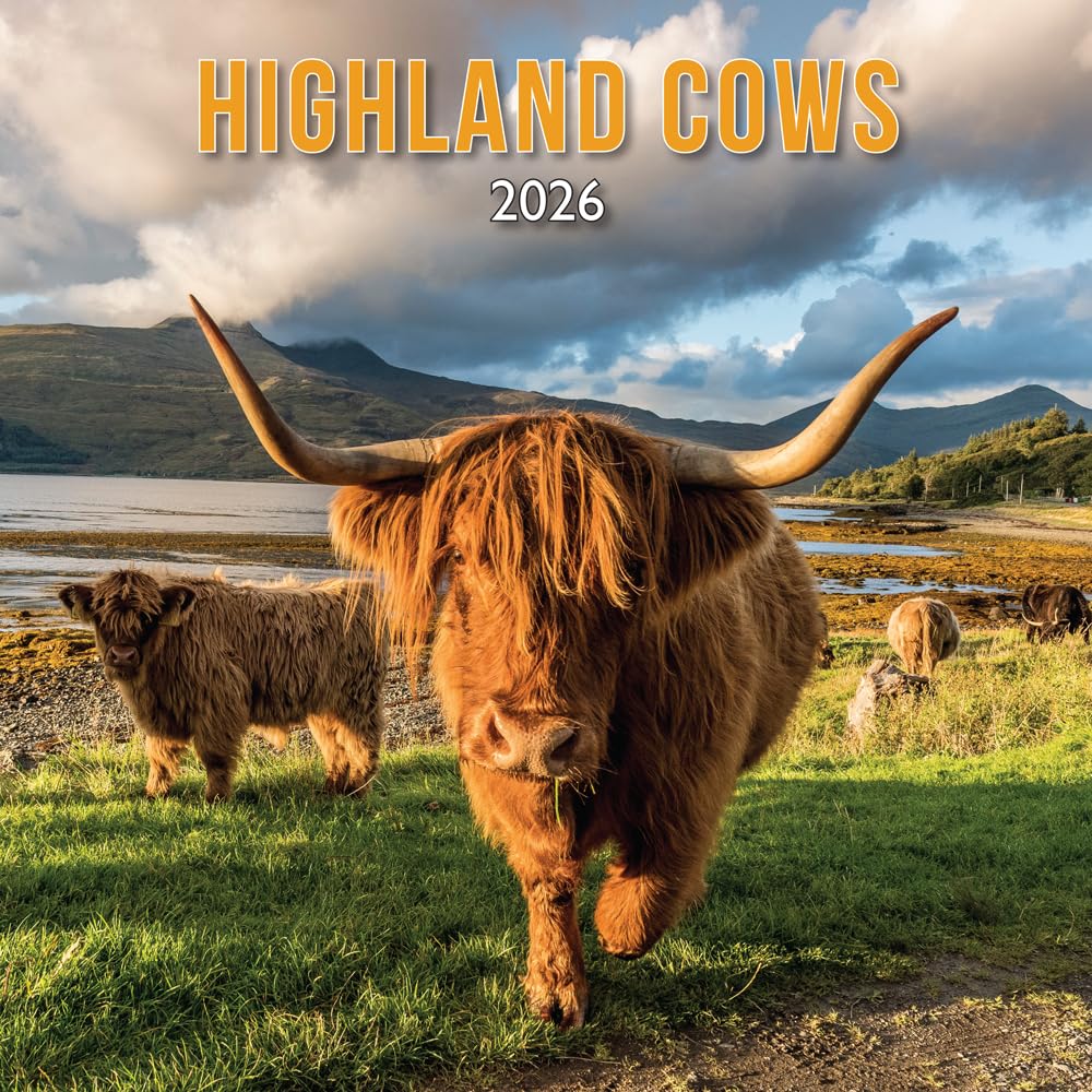 2026 Scotland Calendar: Highland Cows – Wall Calendar – Month to View – 12 Months